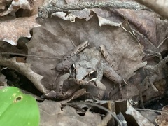 Lithobates sylvaticus image