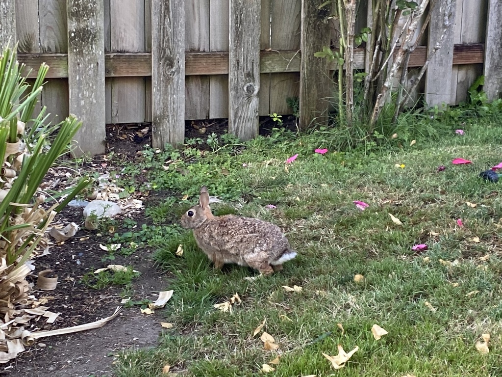 Eastern Cottontail from 48th Ave NE, Seattle, WA, US on July 1, 2023 at