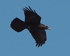 Corvus ruficollis