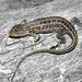 Slevin’s Bunch Grass Lizard - Photo (c) Michael Price, some rights reserved (CC BY-NC-ND), uploaded by Michael Price