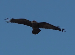 Corvus ruficollis