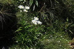 Dolichoglottis scorzoneroides