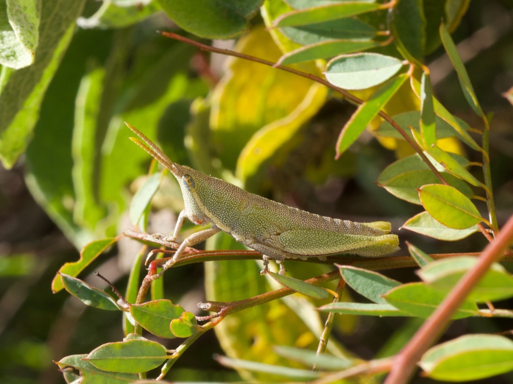 Gymnohippini