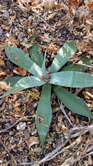 Agave kewensis