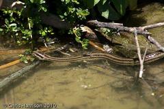 Nerodia clarkii clarkii