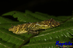 Anolis podocarpus