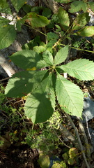 Godmania aesculifolia