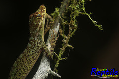 Anolis podocarpus