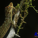 Anolis podocarpus - Photo (c) Eric, some rights reserved (CC BY-NC)