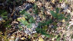 Albizia tomentosa