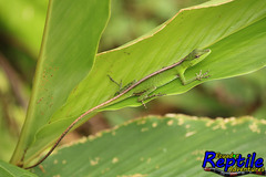 Anolis soinii