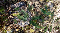 Albizia tomentosa