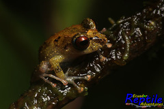 Pristimantis latidiscus