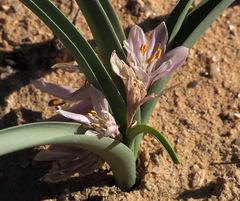 Colchicum ritchii