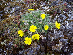 Potentilla pedersenii