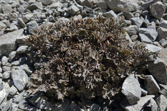 Ranunculus crithmifolius