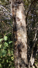 Albizia tomentosa