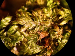 Brotherella recurvans