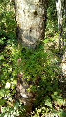 Albizia tomentosa