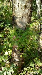 Albizia tomentosa