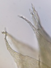 Brotherella recurvans