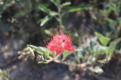 Nyctaginia capitata
