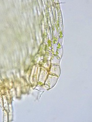 Brotherella recurvans