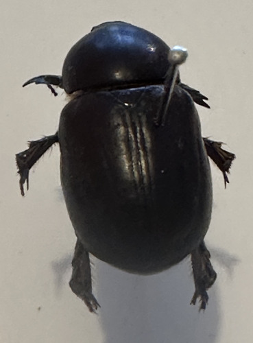 Pimelopus dubius