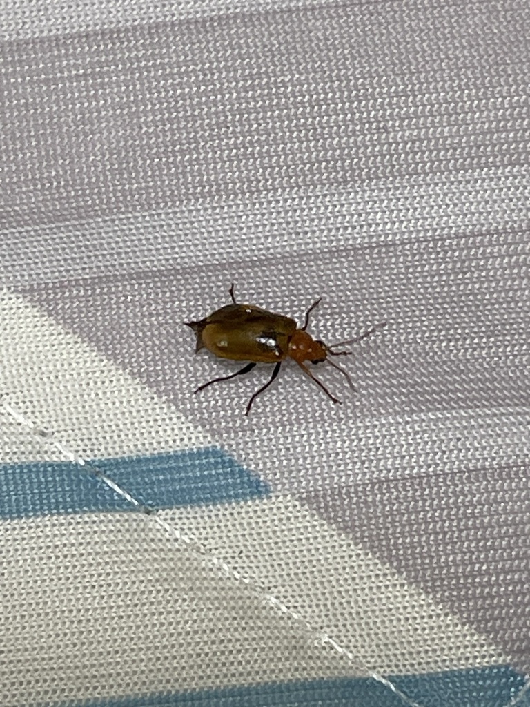 Aulacophora indica from 多度町小山, 桑名市, 三重県, JP on July 14, 2023 at 0206