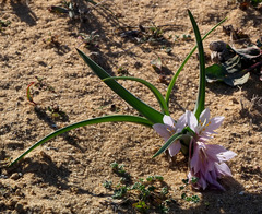 Colchicum ritchii