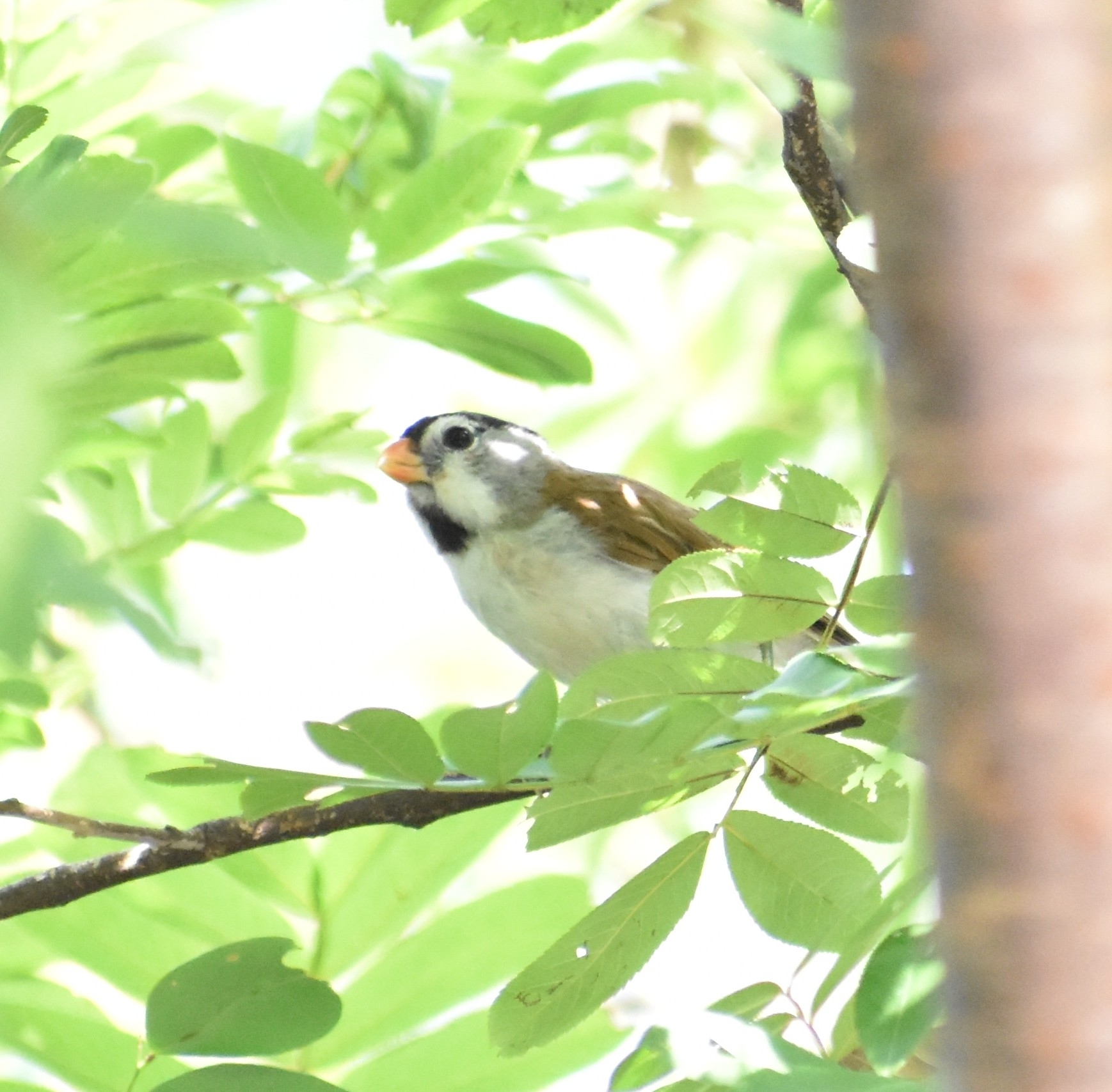 Grey-headed Parrotbill