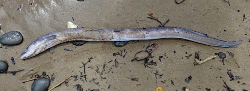 Conger monganius
