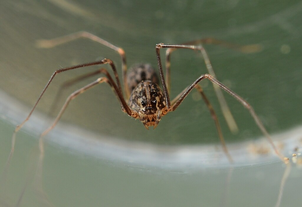 Scytodes drakensbergensis