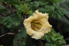 Solandra longiflora