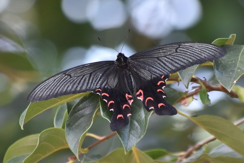 Papilio elwesi