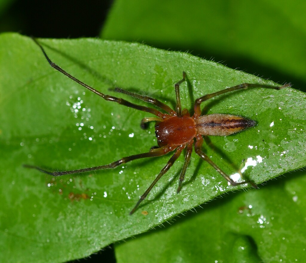 Cheiramiona mlawula