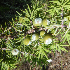 Juniperus