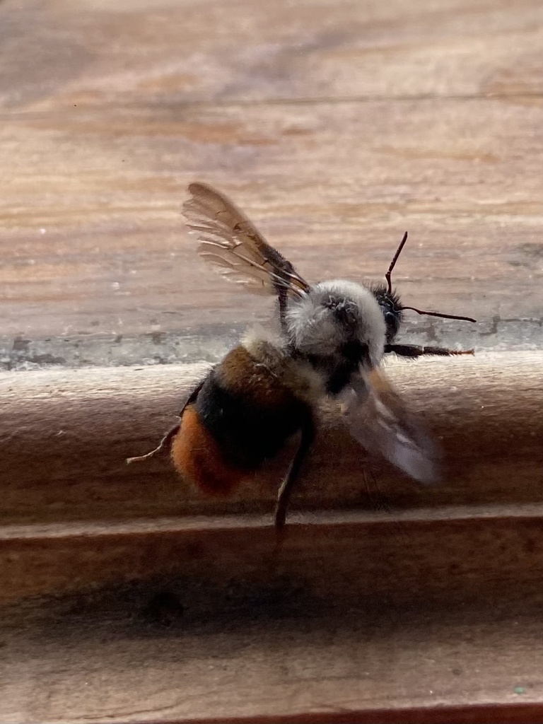 Tunicked Bumble Bee