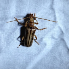 Ortholeptura valida