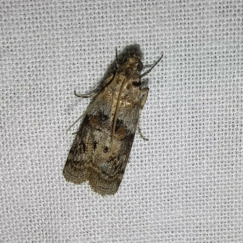 Dotted Oak Knot-horn, Rolde, Netherlands, photo 6 of 10