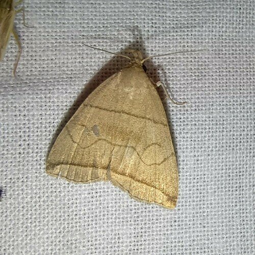 Small Fan-foot, Rolde, Netherlands, photo 9 of 10