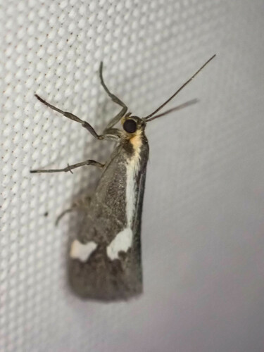 Cisthene liberomacula photo 4