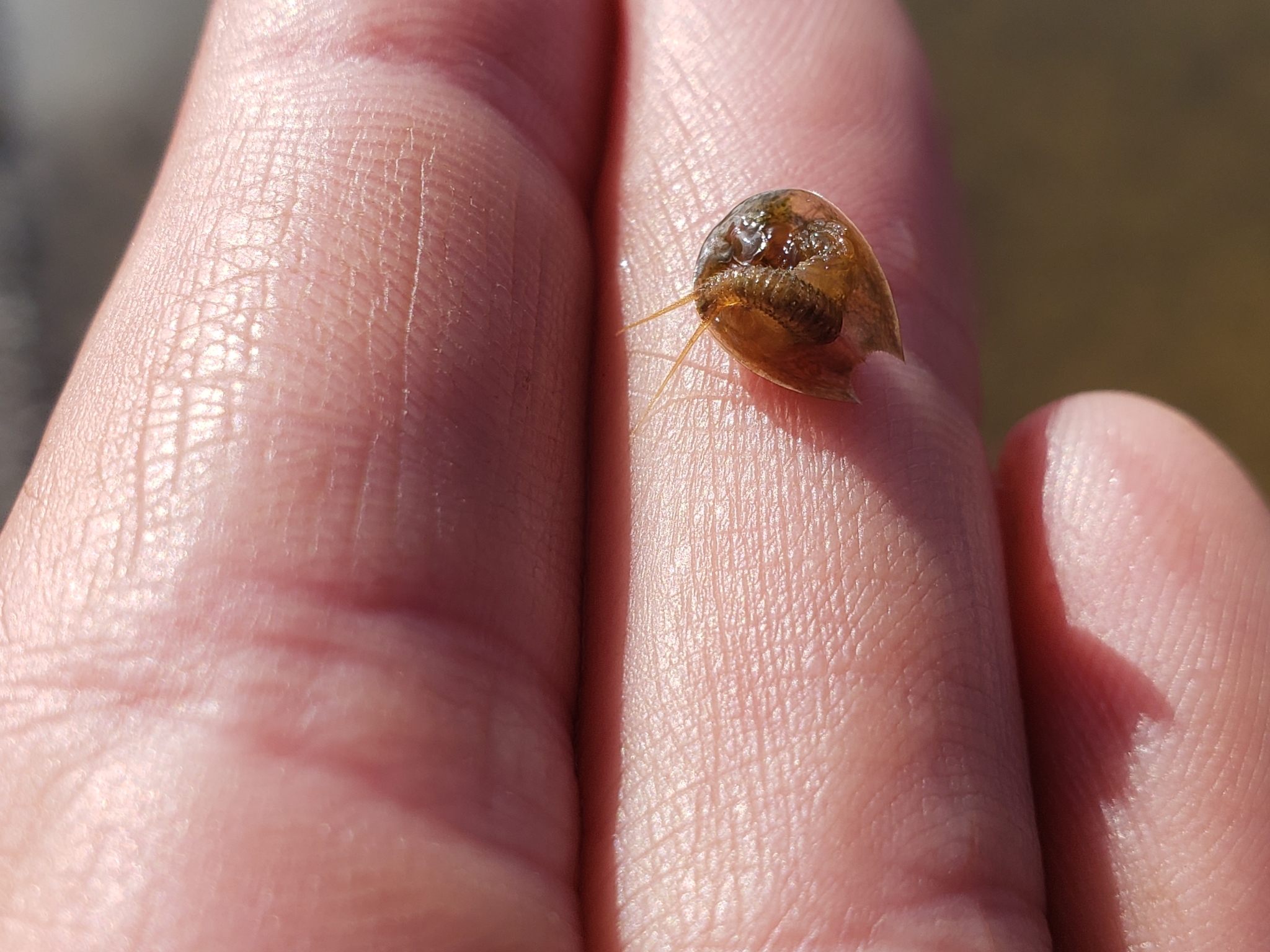 Lepidurus arcticus (Pallas, 1793)