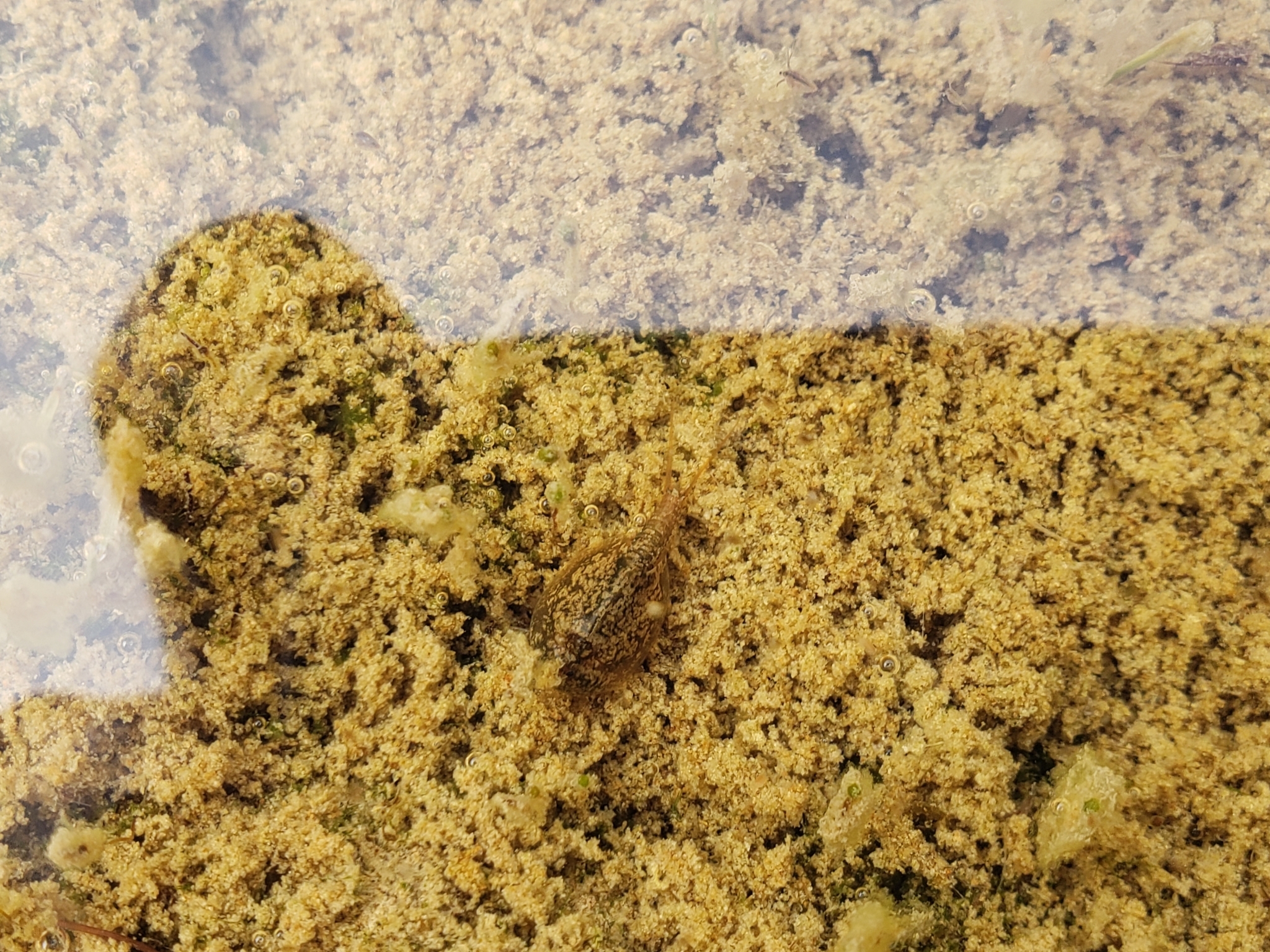 Lepidurus arcticus (Pallas, 1793)