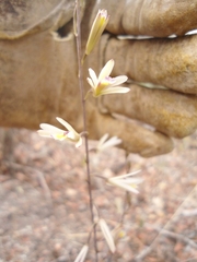 Bletia parkinsonii