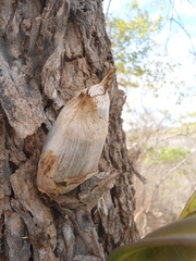Clowesia russelliana