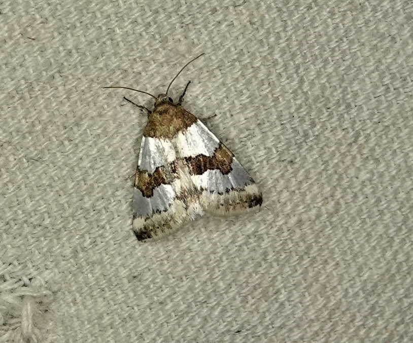 Schinia chryselloides