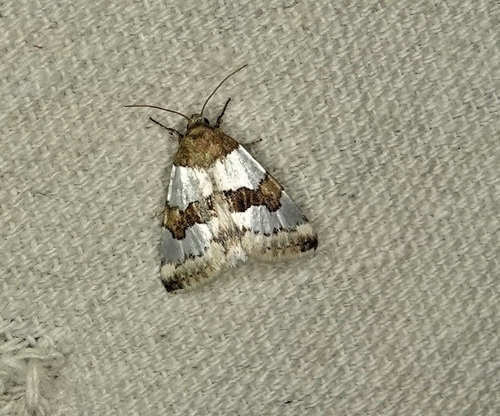 Schinia chryselloides