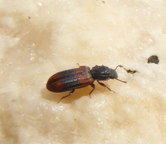 Bitoma crenata