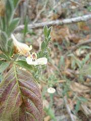 Henrya insularis